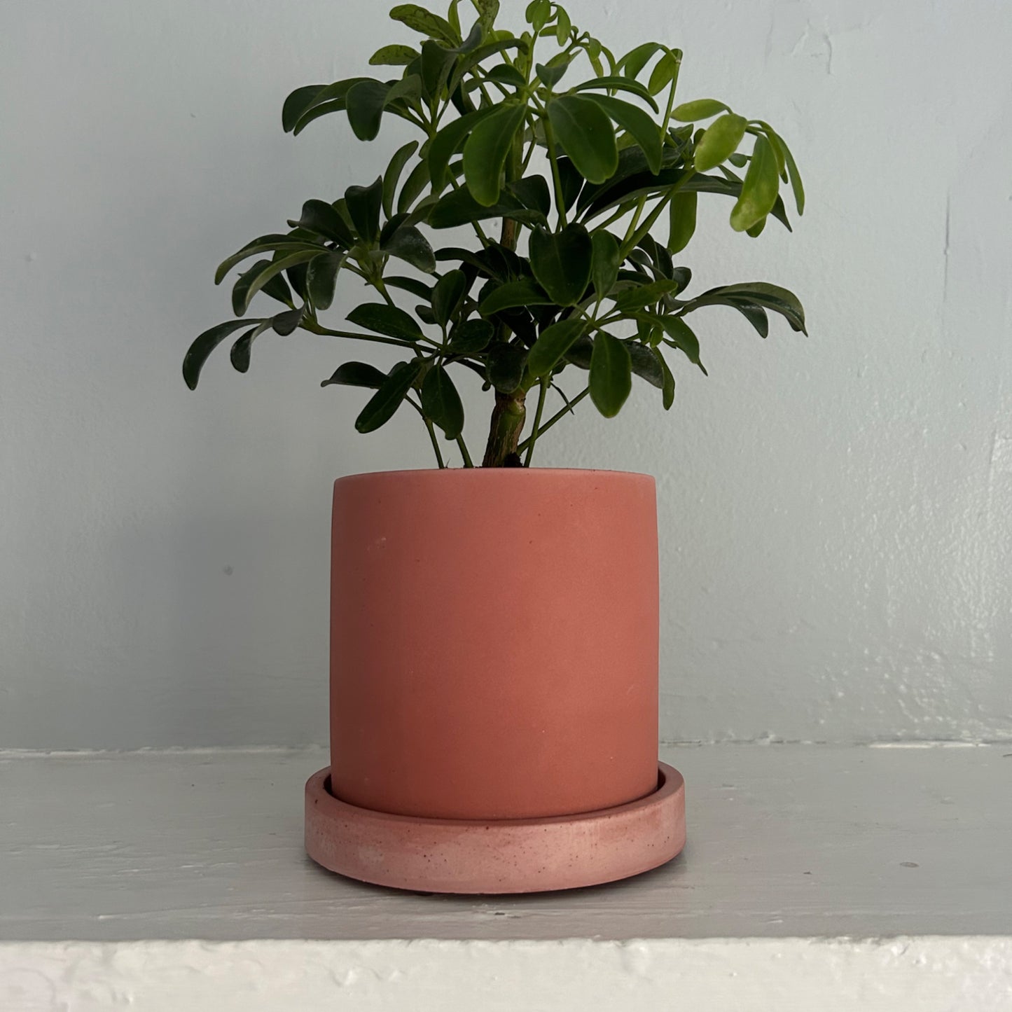 Red Planter