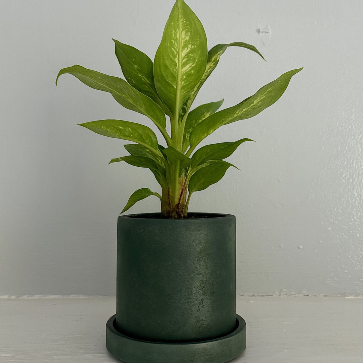 Green Planter