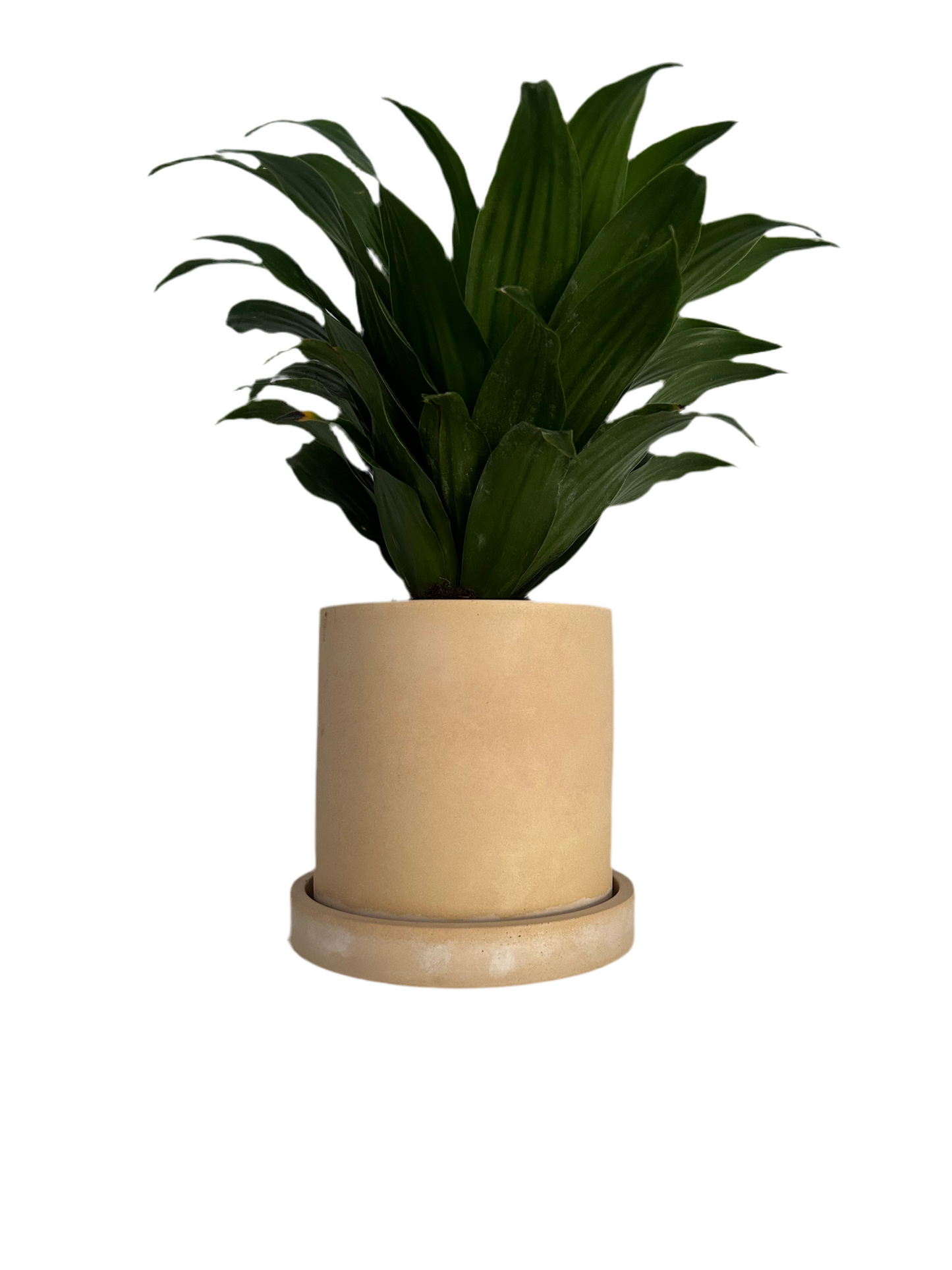 Yellow Planter