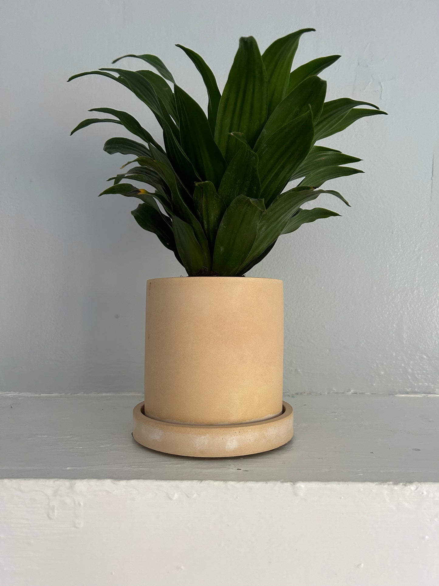 Yellow Planter