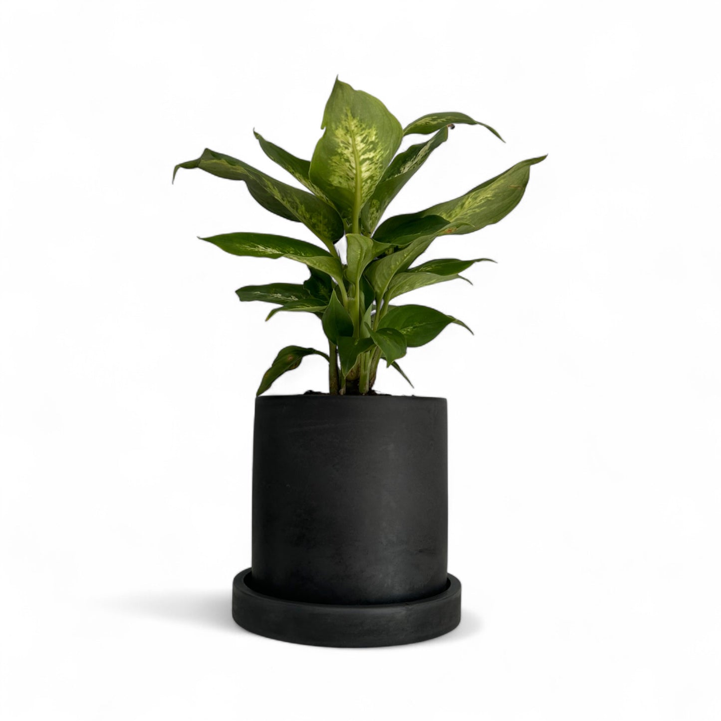 Black Planter